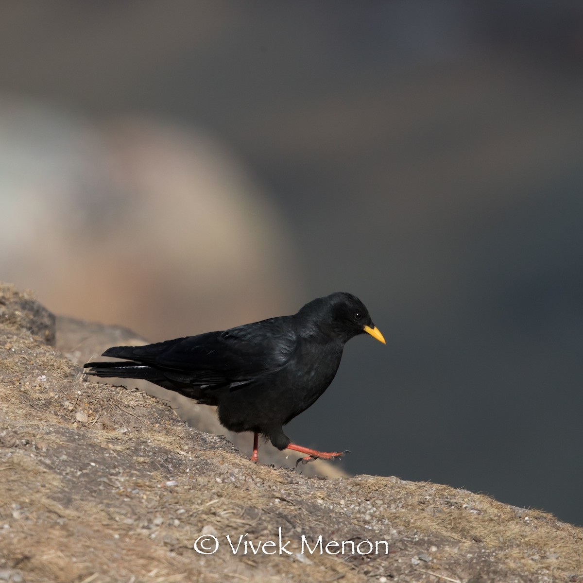 Yellow-billed Chough - ML411179181