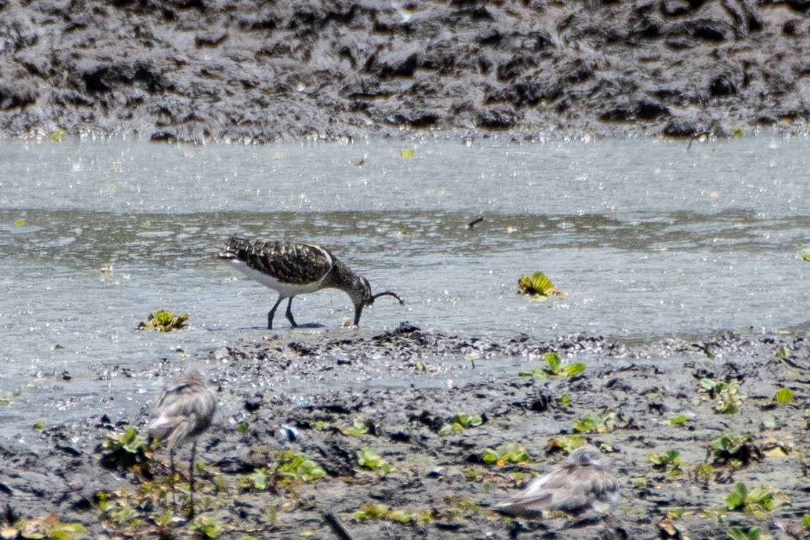 Greater Painted-Snipe - ML411180021