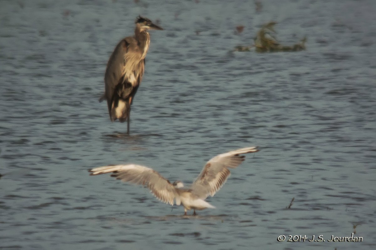 Mouette rieuse - ML411180091