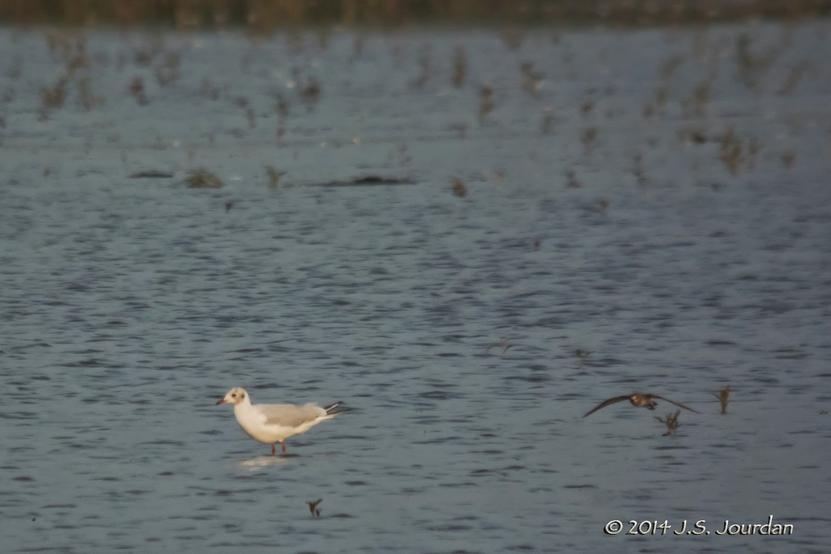 Black-headed Gull - ML411180111