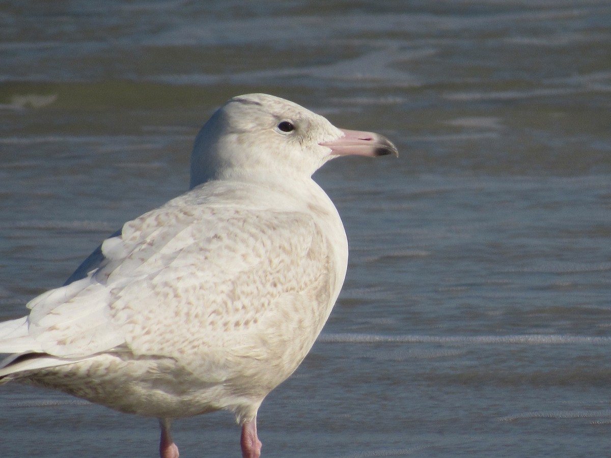 Glaucous Gull - ML41118211