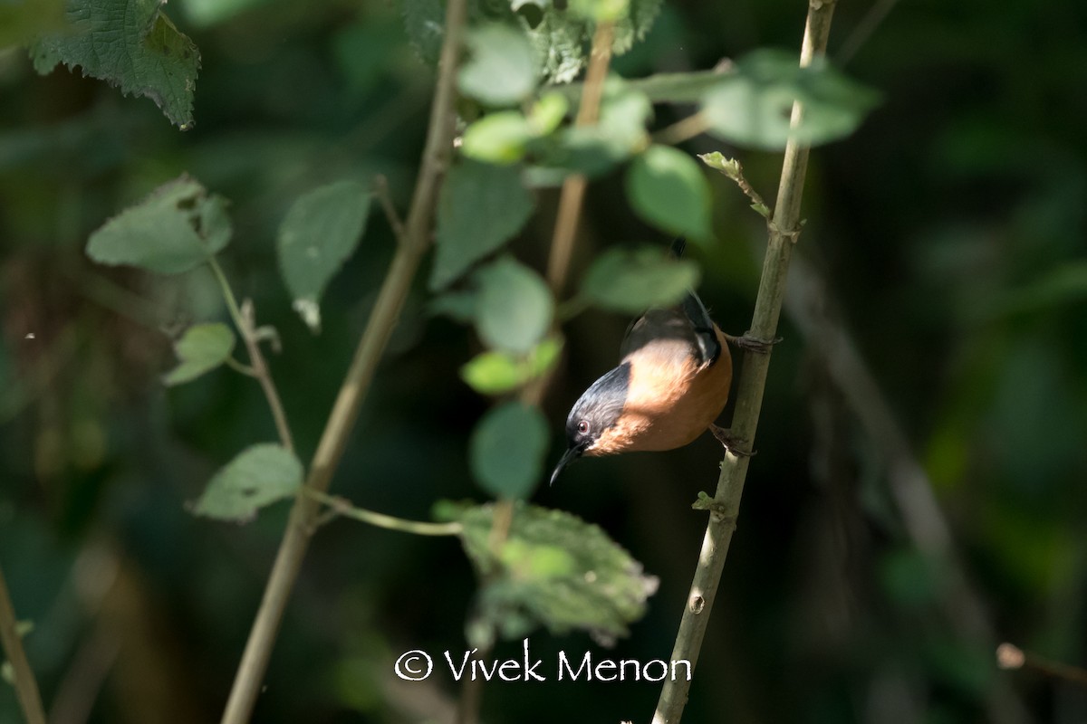 Rufous Sibia - ML411183441