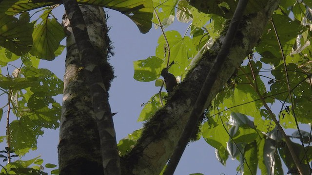 Buff-throated Woodcreeper - ML411183511