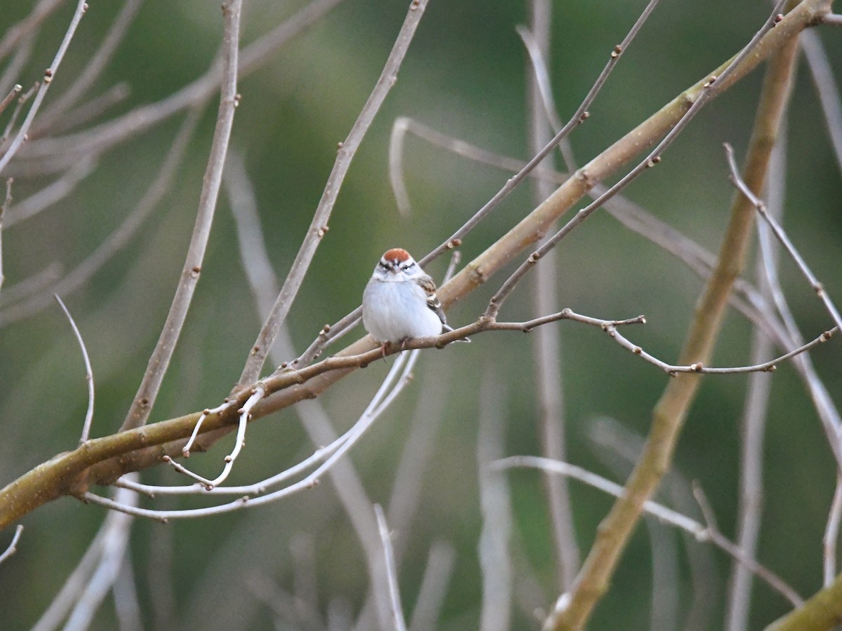 Chipping Sparrow - ML411183931