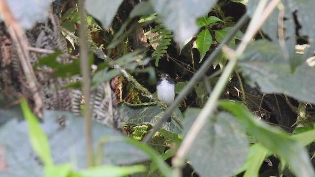 Black-and-white Tody-Flycatcher - ML411185551