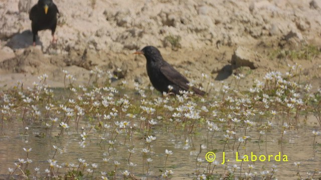 Spotless Starling - ML411185661