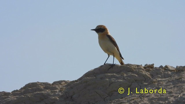 Western Black-eared Wheatear - ML411185961