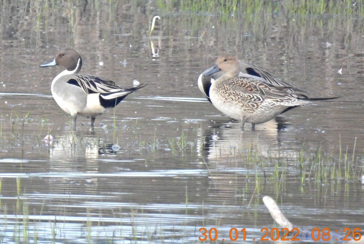 Northern Pintail - Sudip Simha