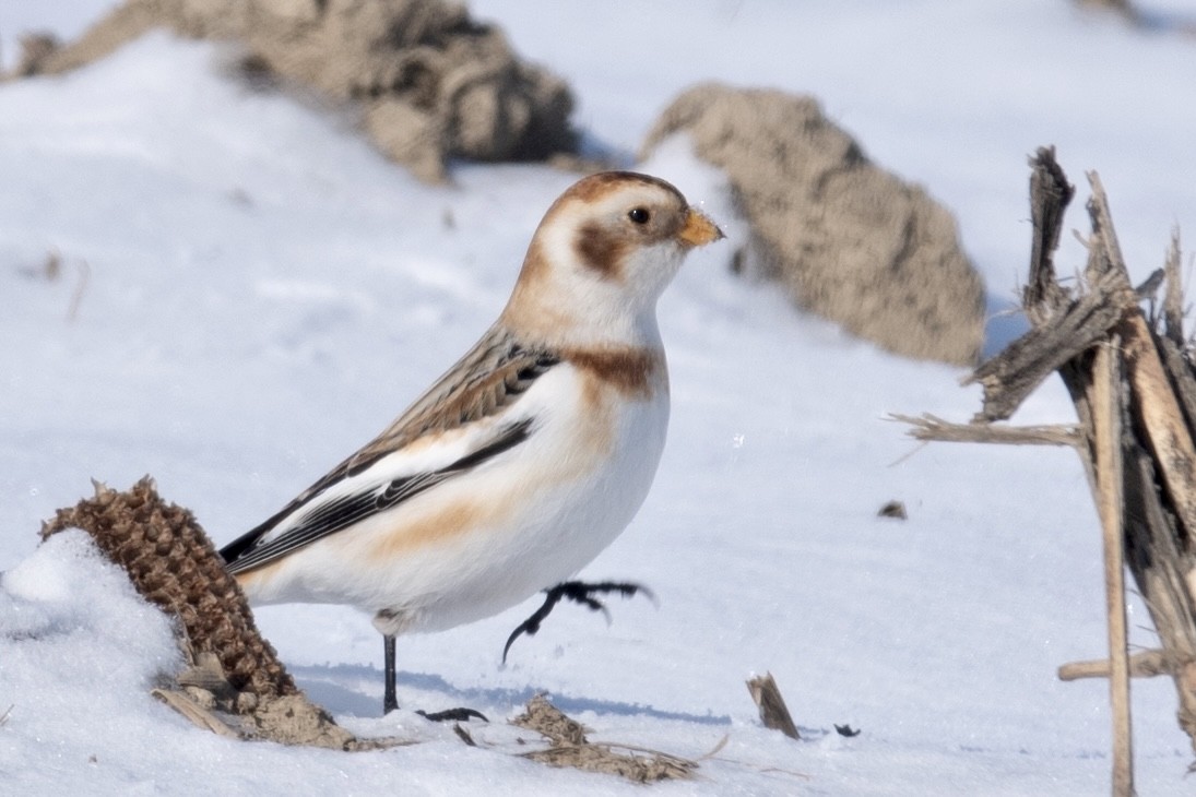 雪鵐 - ML411186901