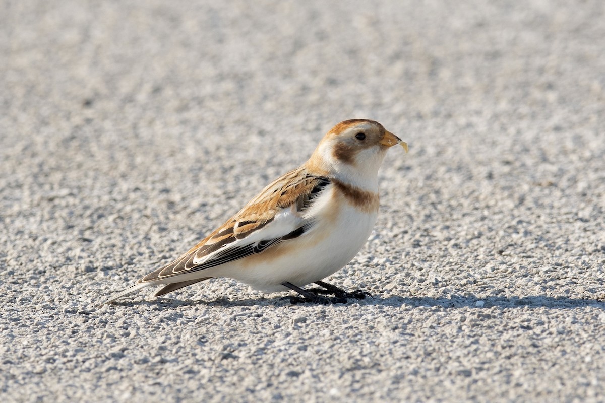 雪鵐 - ML411186911