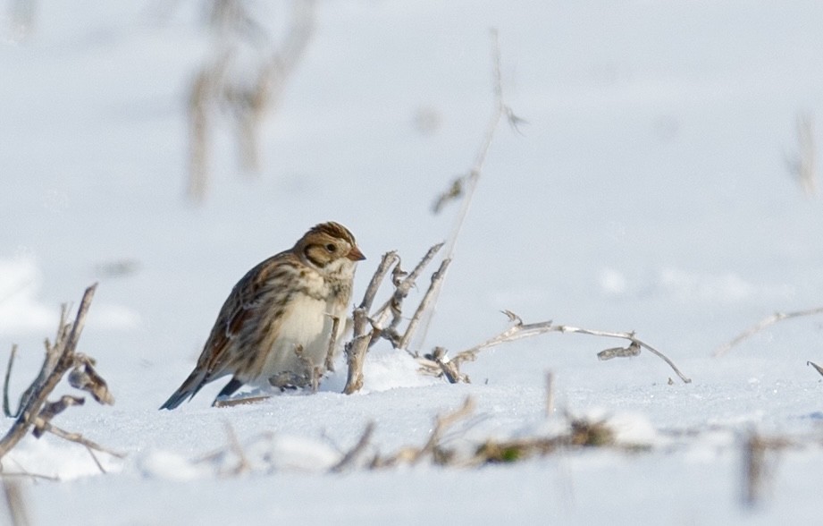 鐵爪鵐 - ML411186961