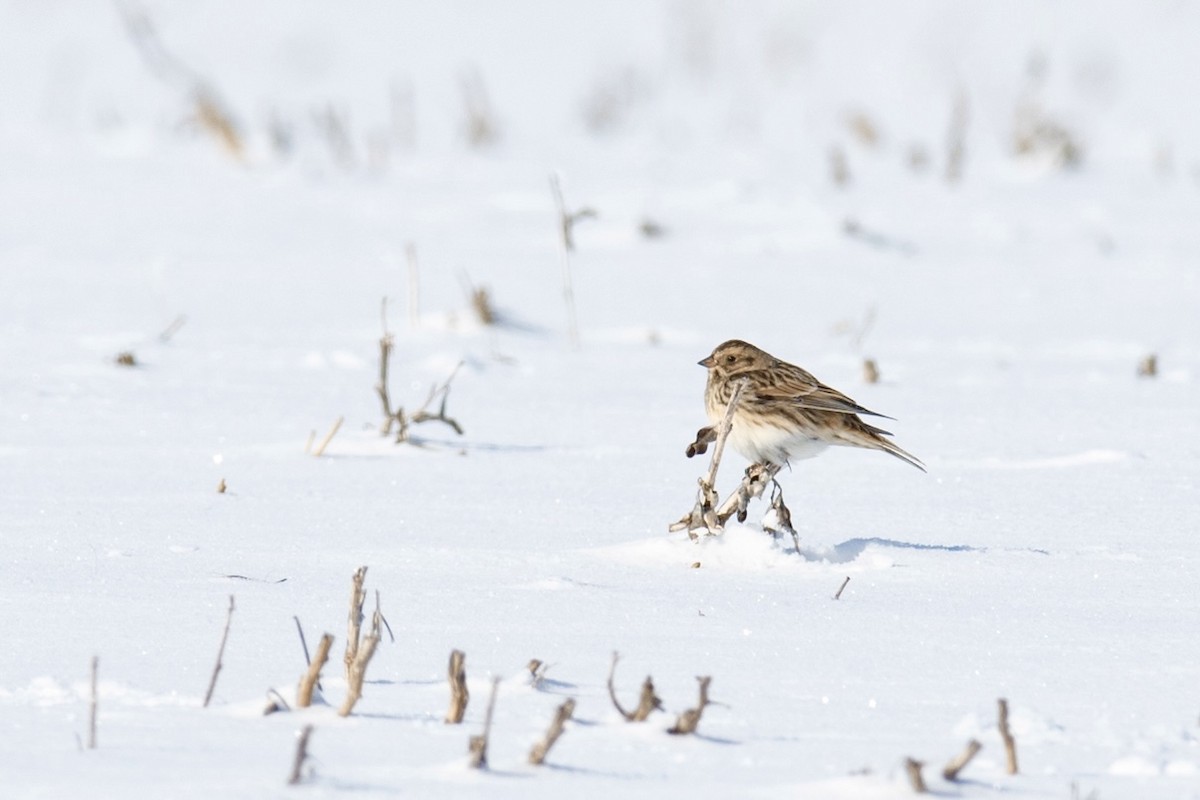 鐵爪鵐 - ML411186971