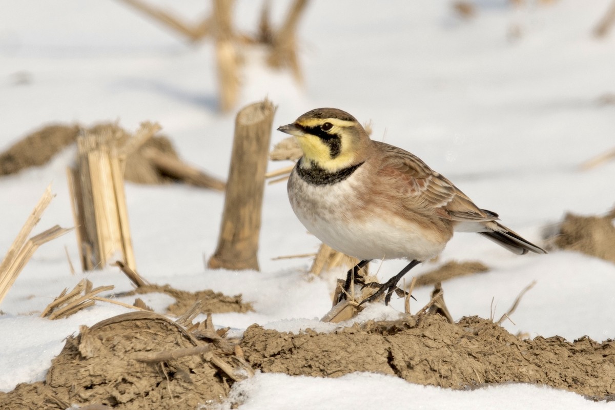 Horned Lark - ML411187011