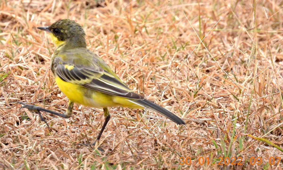 Western Yellow Wagtail - Sudip Simha