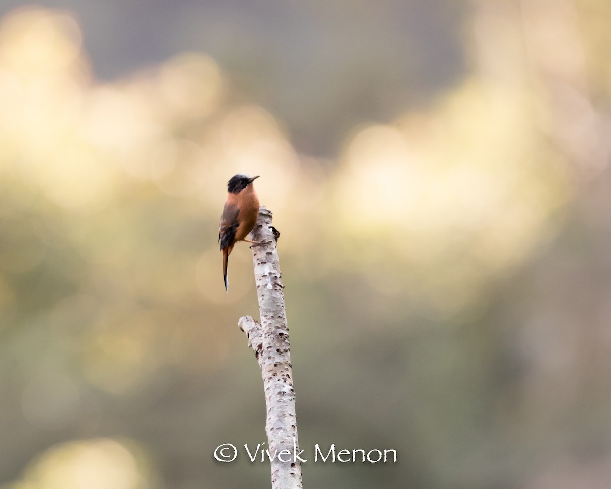 Rufous Sibia - ML411187321
