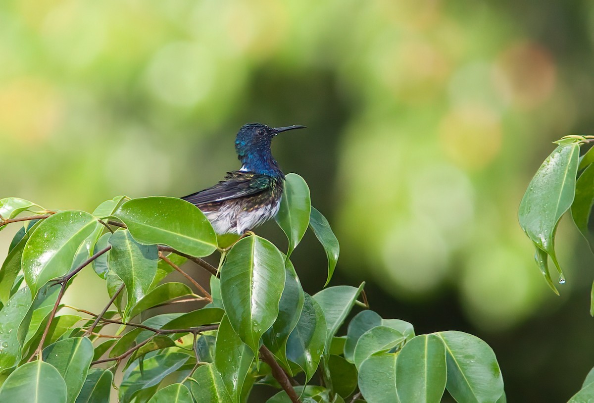 White-necked Jacobin - Suzanne Labbé