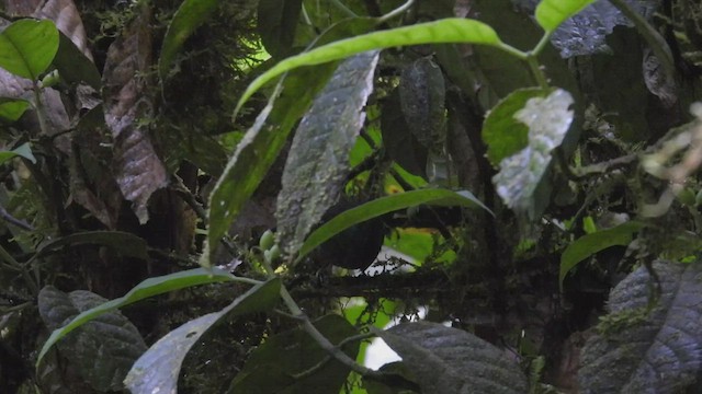 Spot-winged Antbird - ML411189951