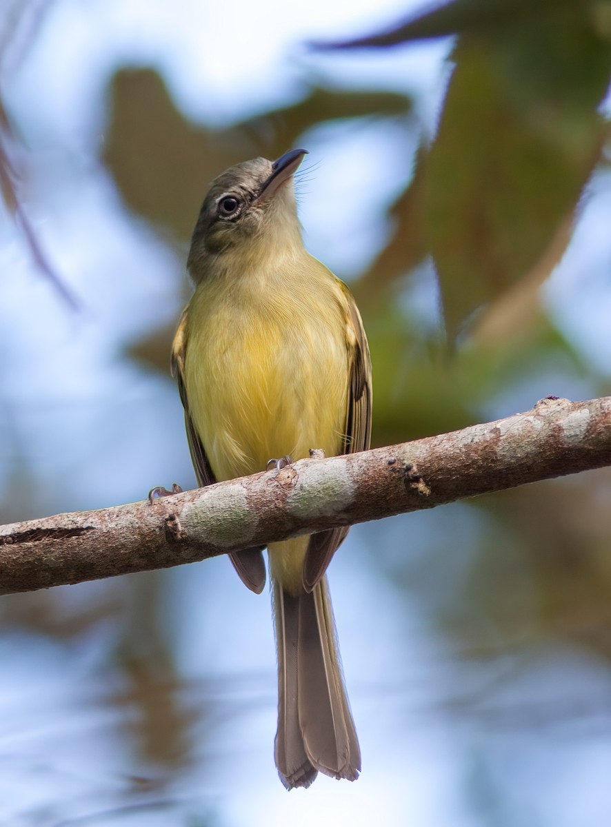 Yellow-olive Flatbill (Yellow-olive) - ML411191251