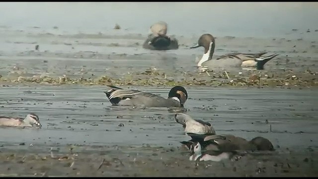 Falcated Duck - ML411191361