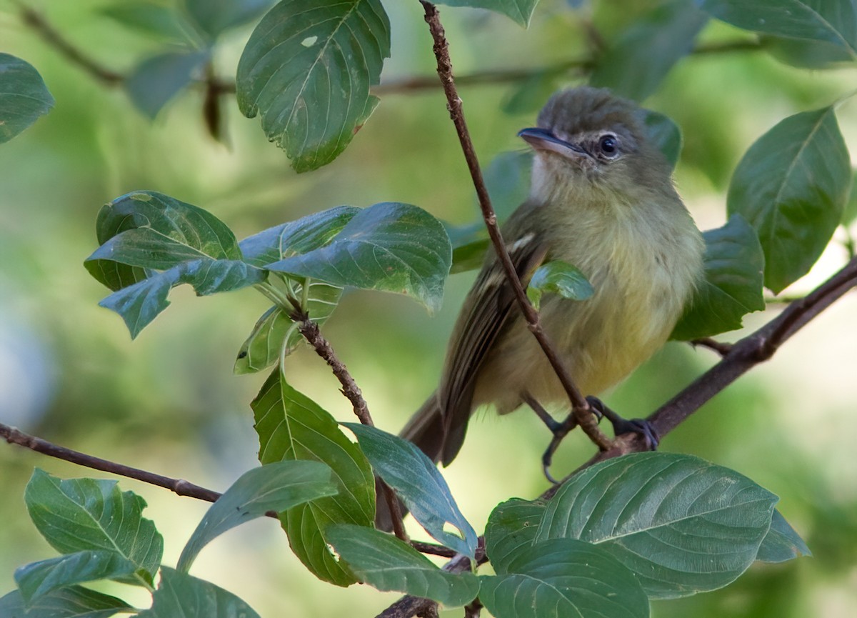 Yellow-olive Flatbill (Yellow-olive) - ML411191981