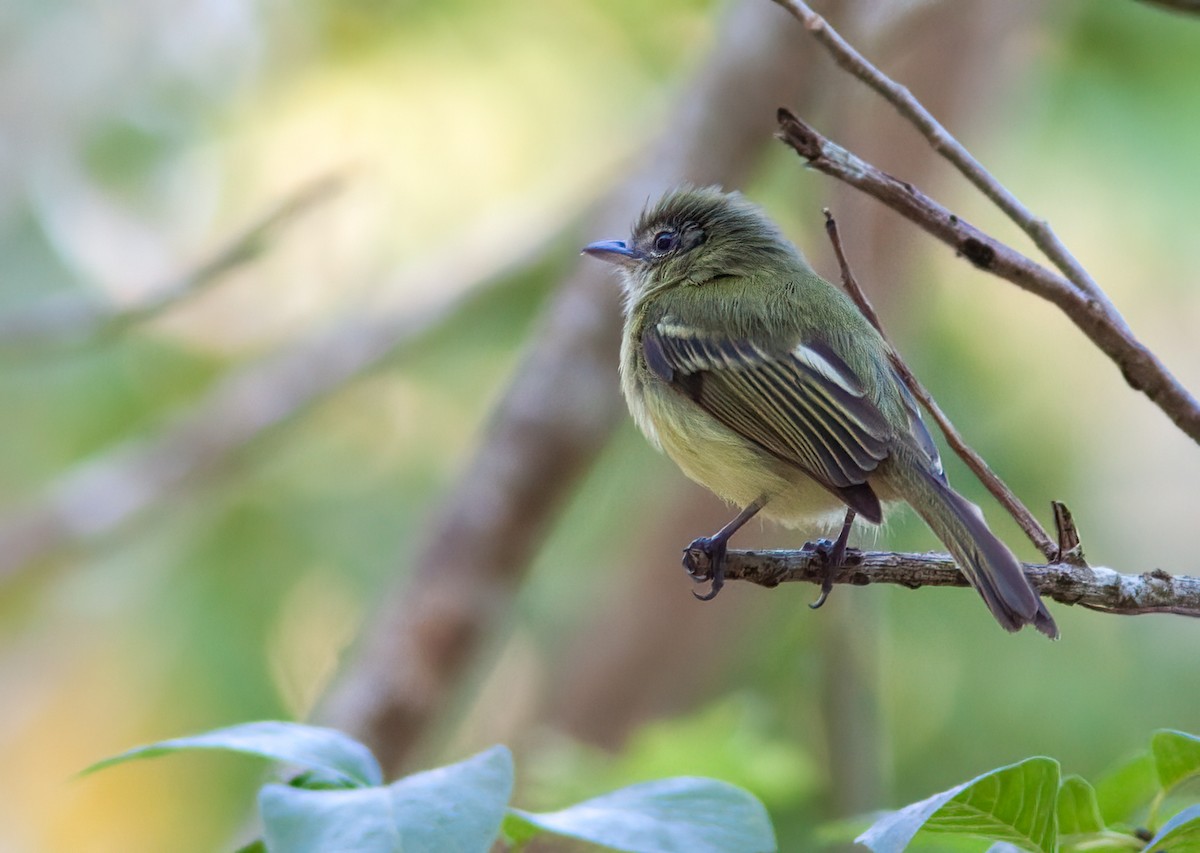 Yellow-olive Flatbill (Yellow-olive) - ML411191991