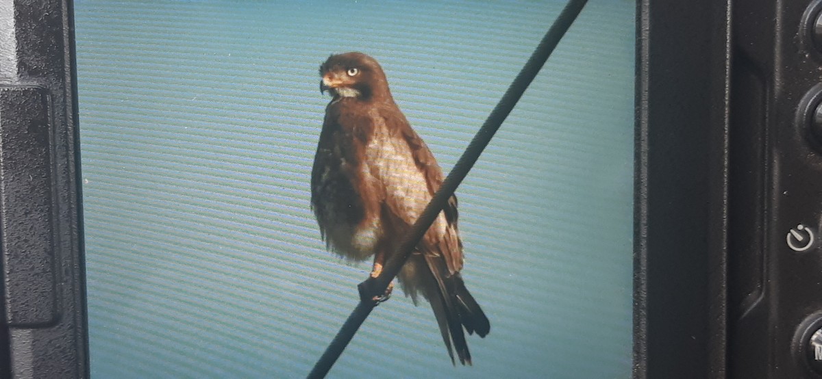 White-eyed Buzzard - ML411192731