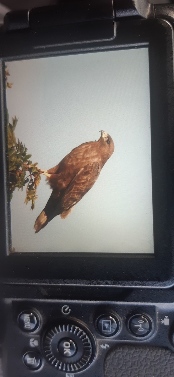 Common Buzzard - ML411192831