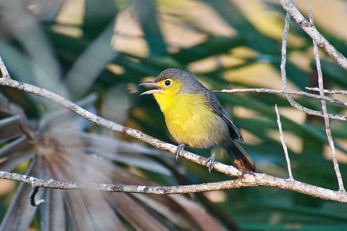 Oriente Warbler - Roberto Jovel