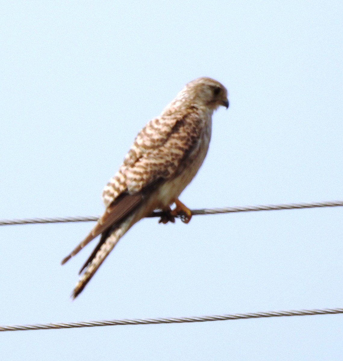 Eurasian Kestrel - ML411193551