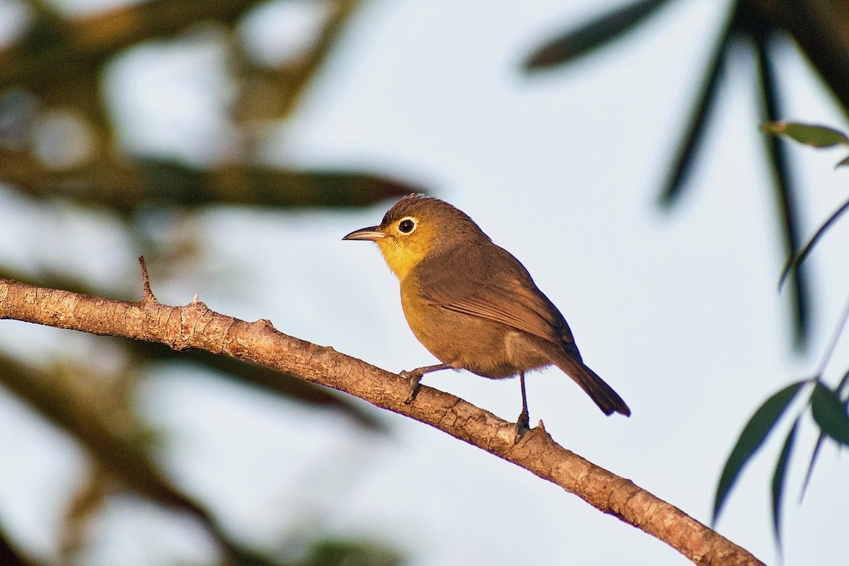 Oriente Warbler - Roberto Jovel