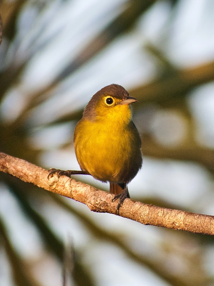 Oriente Warbler - Roberto Jovel