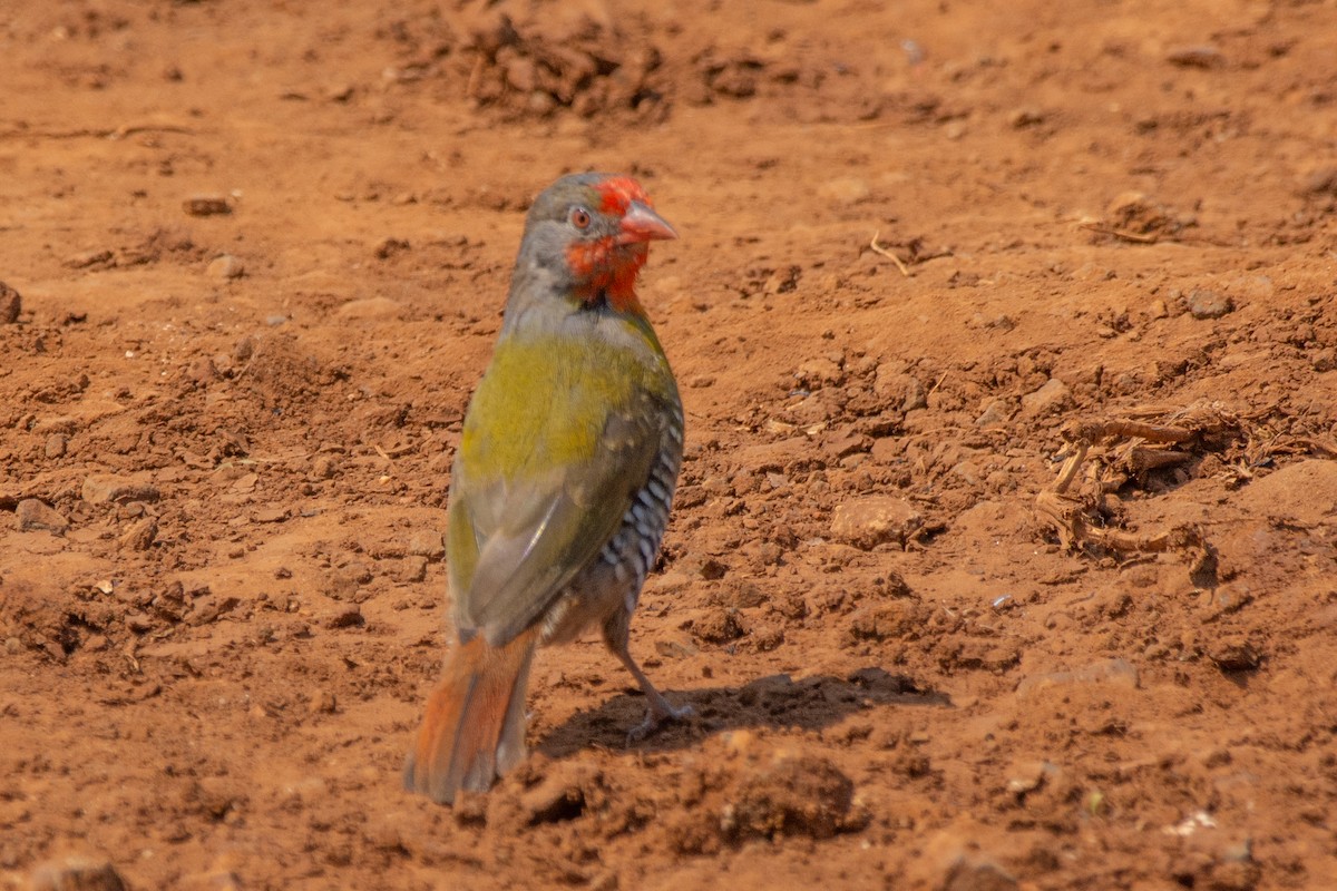 Green-winged Pytilia - ML411194771