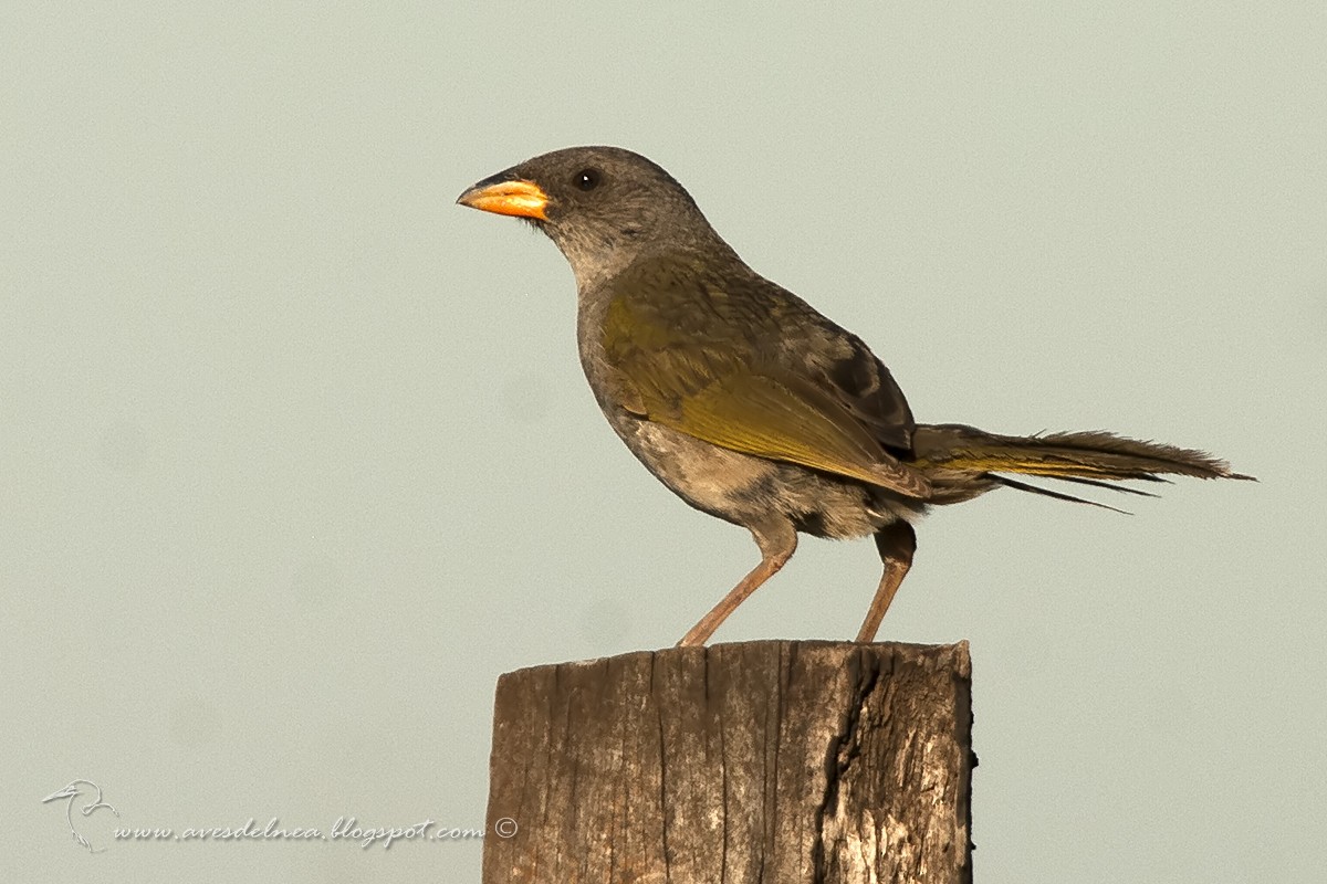 Great Pampa-Finch - ML41119561