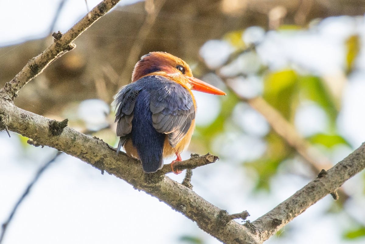 African Pygmy Kingfisher - ML411197921