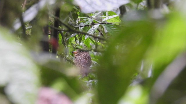 White-chested Puffbird - ML411198141