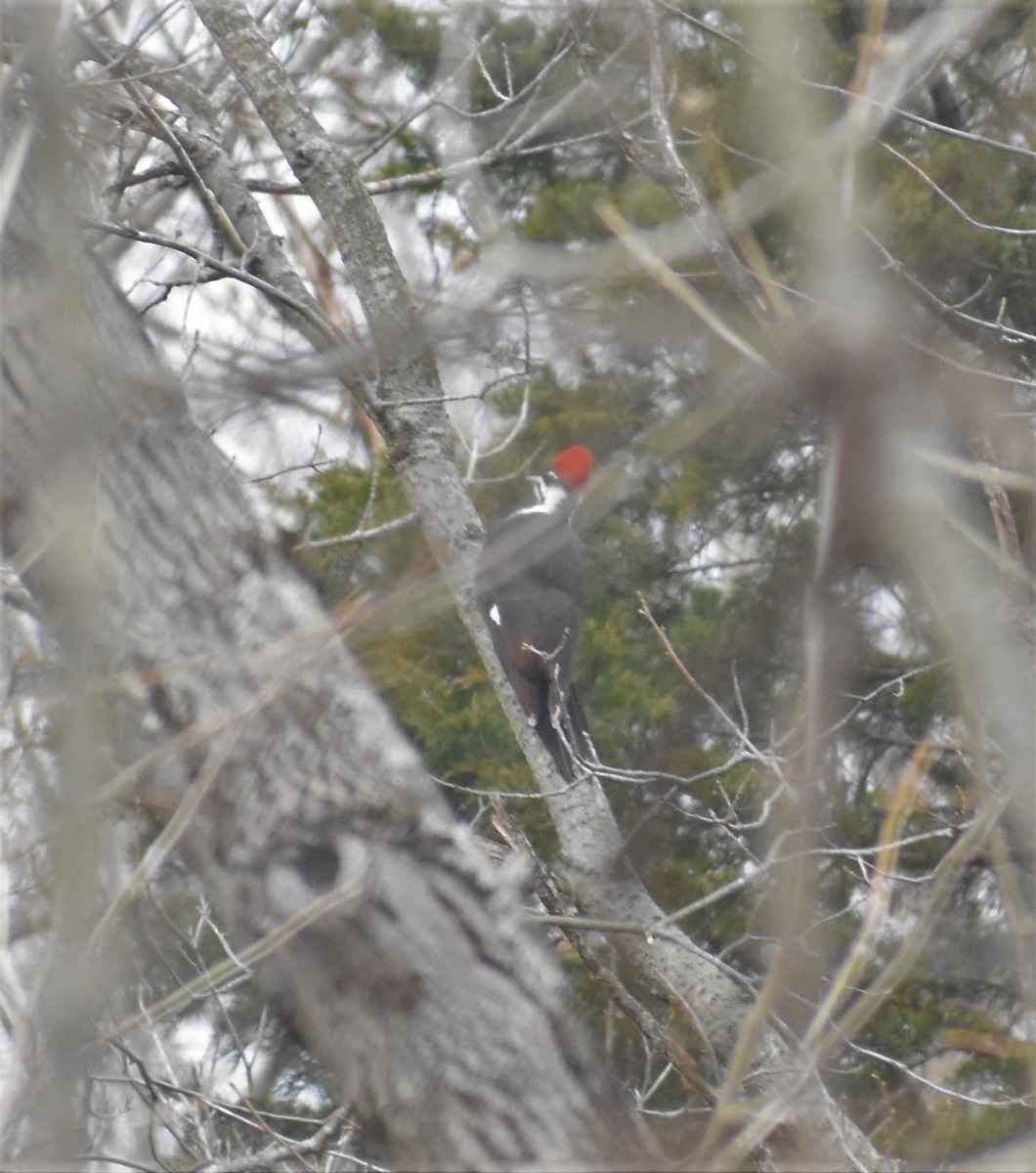 Pileated Woodpecker - ML411198231