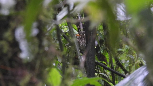 White-chested Puffbird - ML411199211