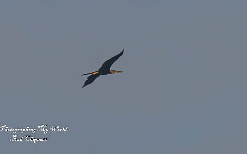 Anhinga roux - ML411199271