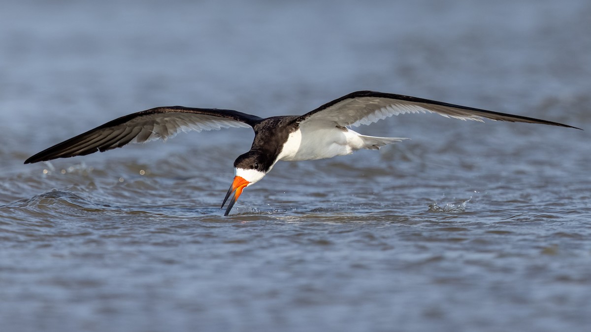 Black Skimmer - Brad Imhoff