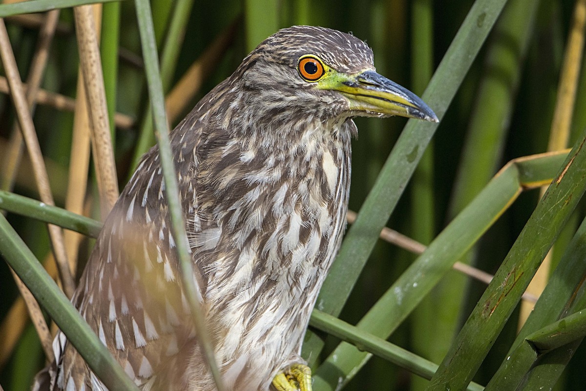 Black-crowned Night Heron - ML41119961