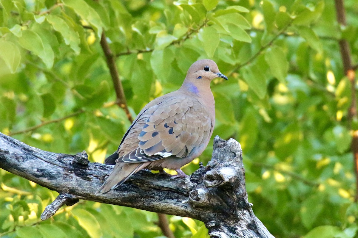 Zenaida Dove - ML411199761