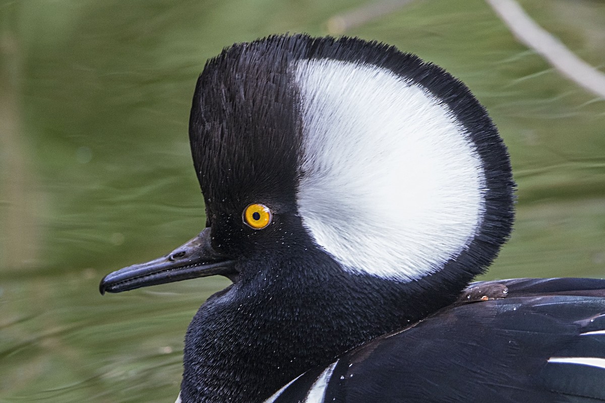 Hooded Merganser - ML41120011