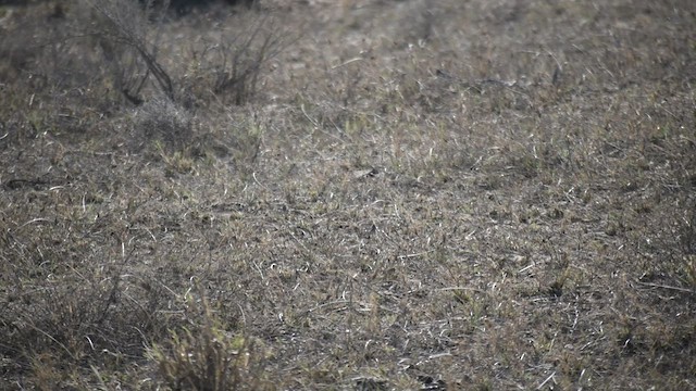 White-browed Bushchat - ML411200231