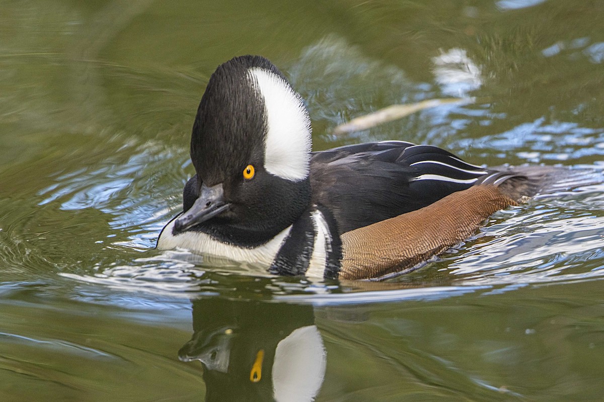 Hooded Merganser - ML41120031