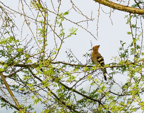 Eurasian Hoopoe - ML411200351