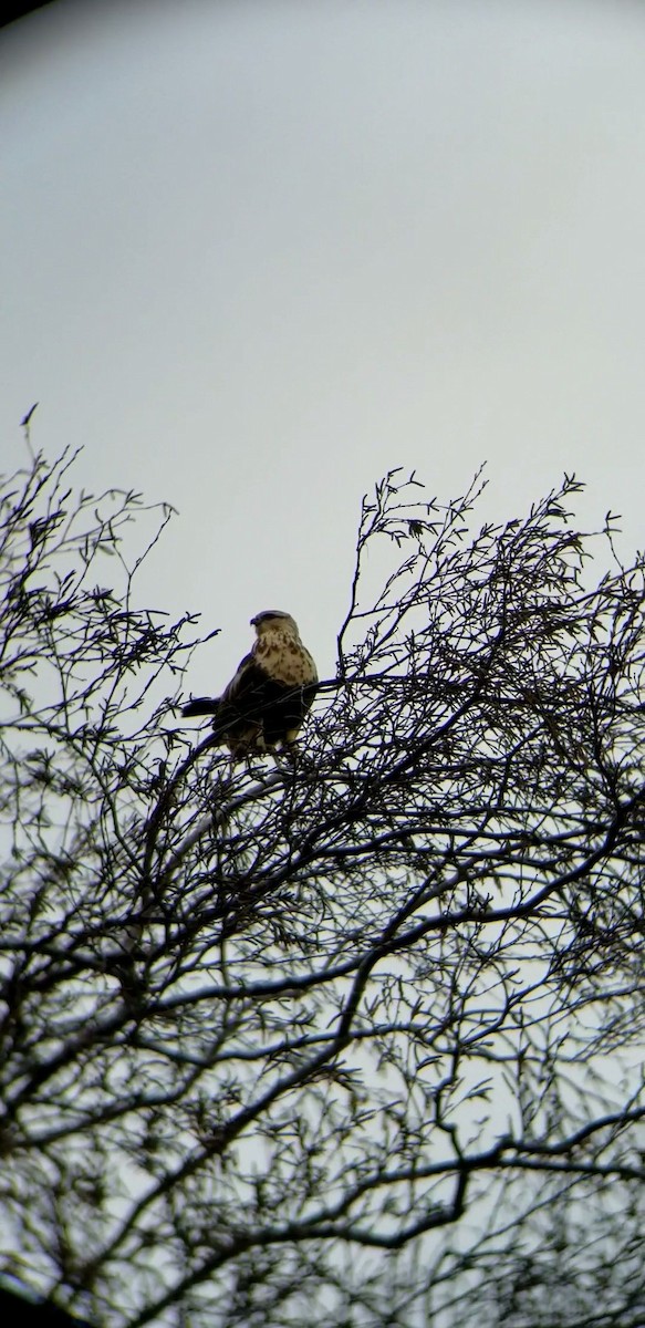 Rough-legged Hawk - ML411200801