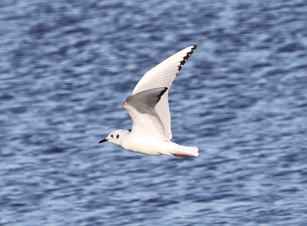 Bonaparte's Gull - ML411201031