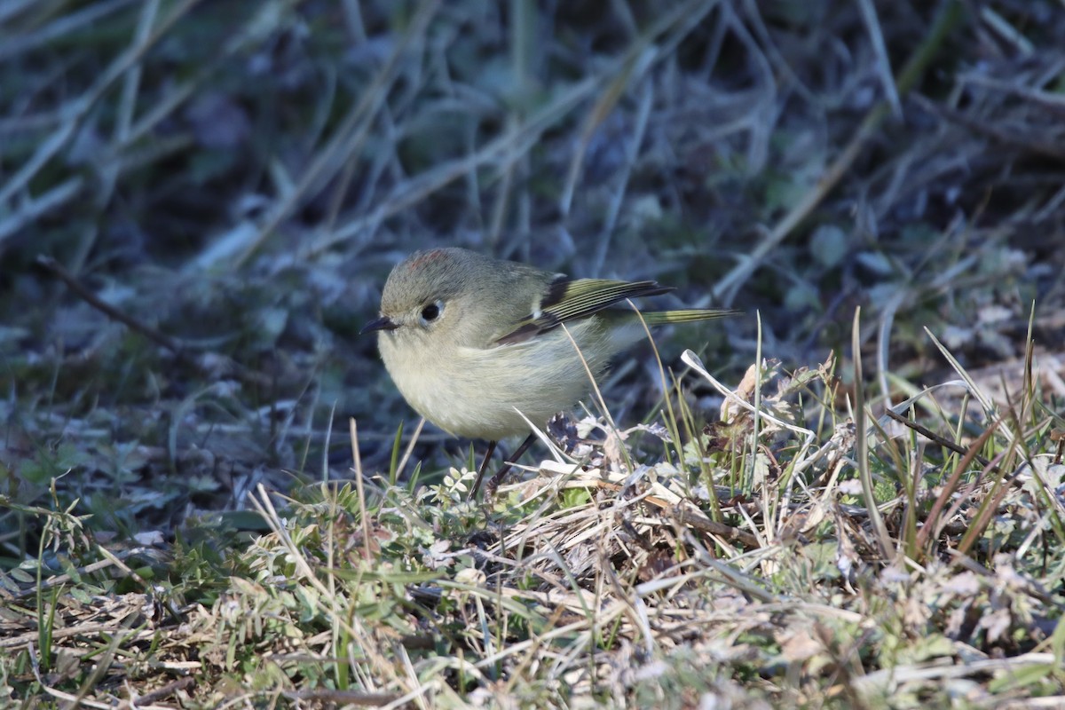 Ruby-crowned Kinglet - ML411201301