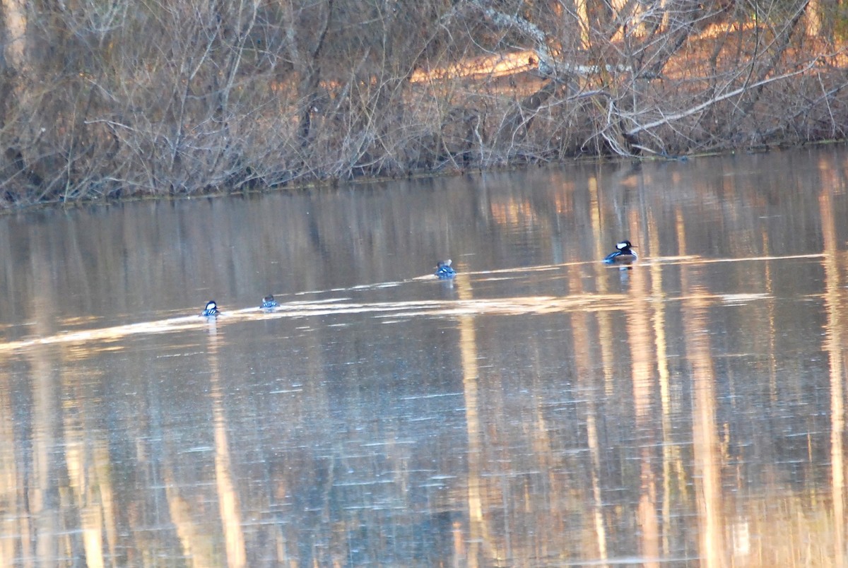 Hooded Merganser - ML411201311