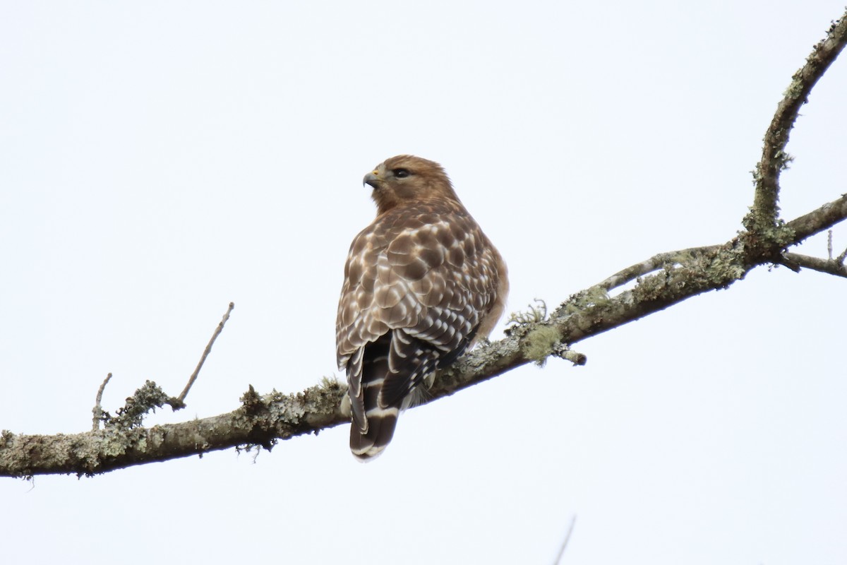 Rotschulterbussard - ML411201351